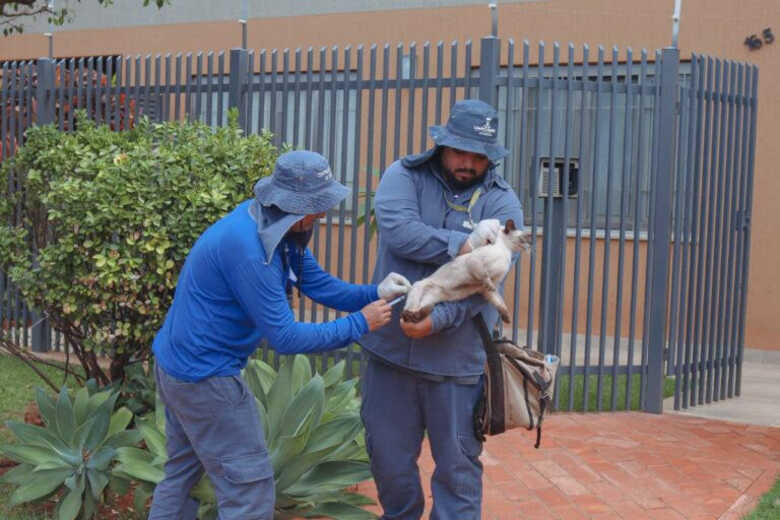 A vacina&ccedil;&atilde;o antirr&aacute;bica est&aacute; dispon&iacute;vel gratuitamente durante todo o ano no CCZ