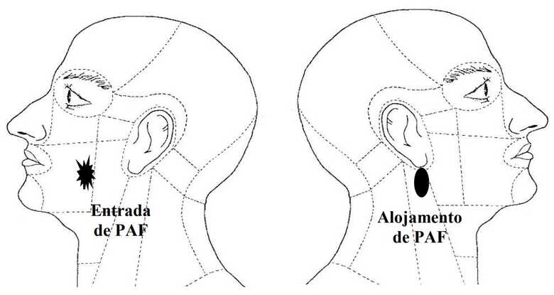 Reprodu&ccedil;&atilde;o / Laudo