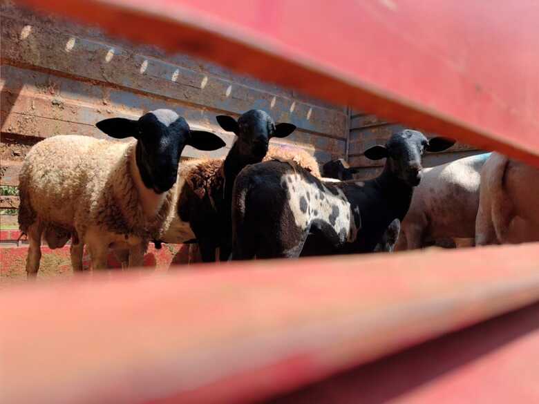 Primeira remessa aconteceu no in&iacute;cio de abril 