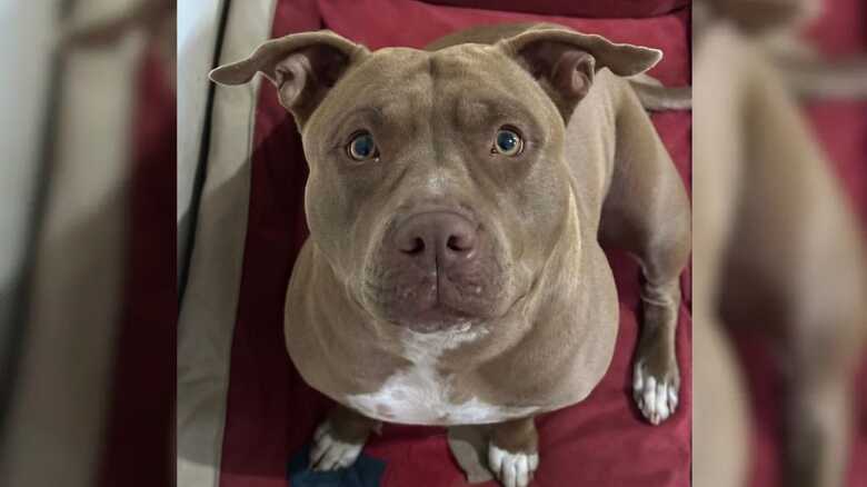 Luna tem 4 anos e &eacute; d&oacute;cil