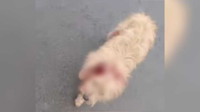 Cachorrinho teve a orelha cortada