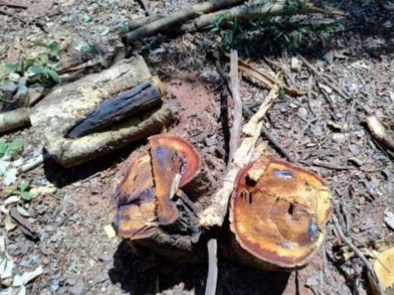 Respons&aacute;vel autuado em R$ 15 mil por explora&ccedil;&atilde;o irregular em &aacute;rea protegida
