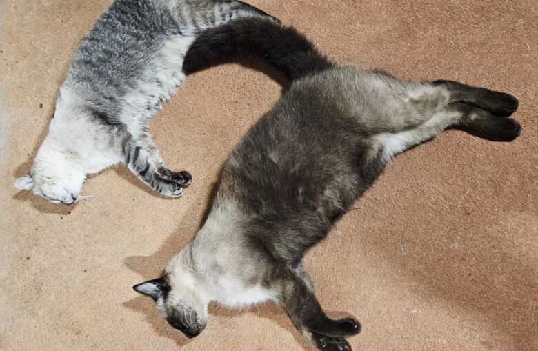 Dois gatos s&atilde;o encontrados mortos com sinais de envenenamento