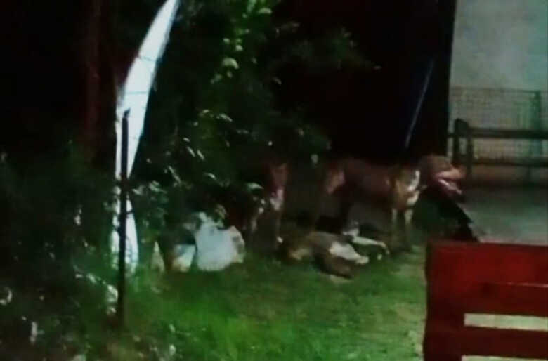 C&atilde;es invadiram a resid&ecirc;ncia para atacar o cachorro