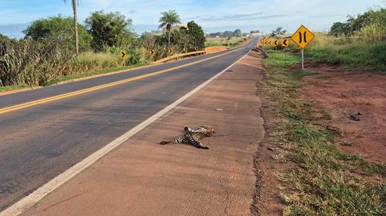 Animal ficou nas margens da rodovia BR-163