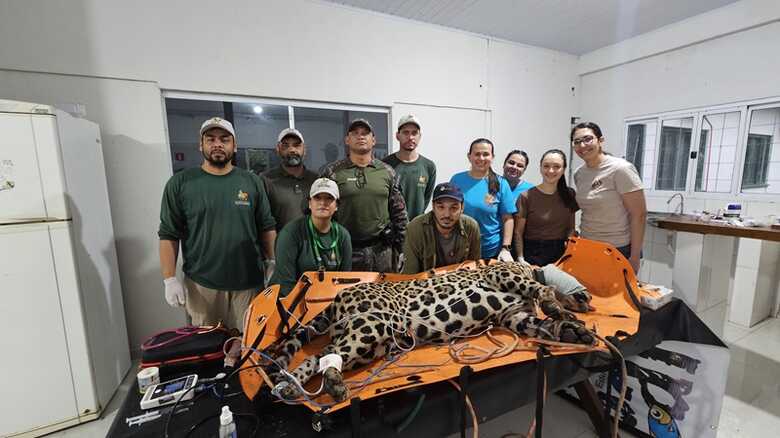 Animal com a equipe de resgate