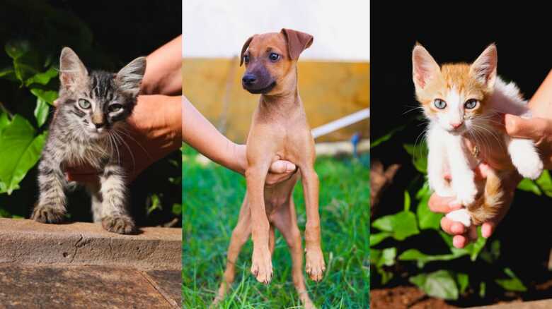Os animais passaram por avalia&ccedil;&atilde;o cl&iacute;nica, foram vermifugados e est&atilde;o aptos para ado&ccedil;&atilde;o