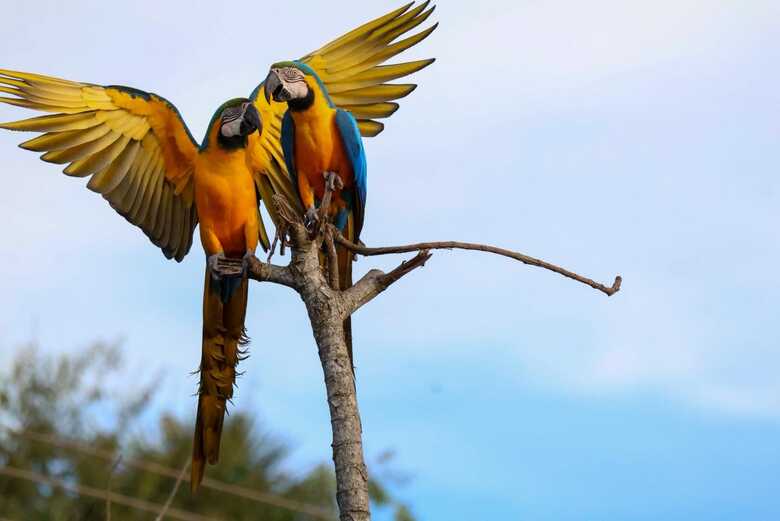 Segundo Josieli, a quantidade de aves chamou aten&ccedil;&atilde;o