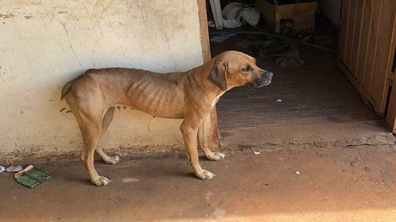 Den&uacute;ncia an&ocirc;nima levou a pol&iacute;cia a resgatar o cachorro