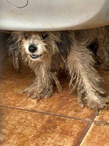 Cachorrinho foi maltratado pelo tutor