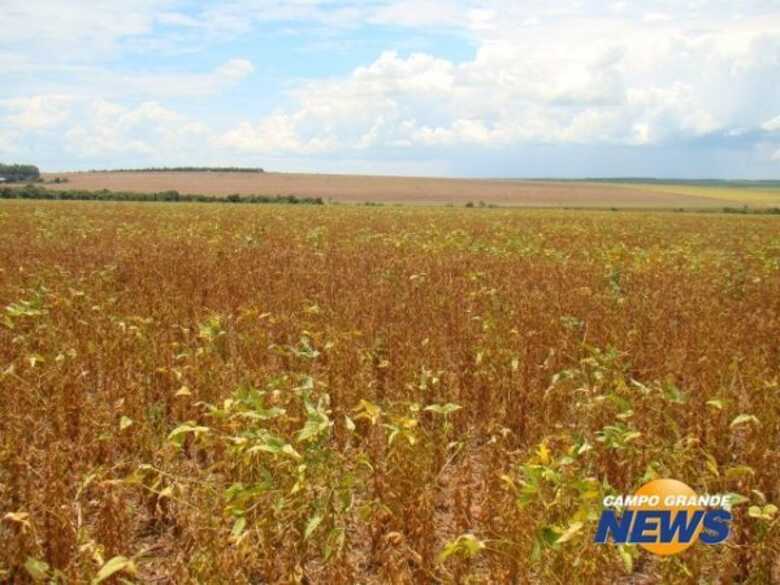 Área de soja em Bandeirantes aguarda colheita, impedida pela chuva. (Foto: Divulgação)
