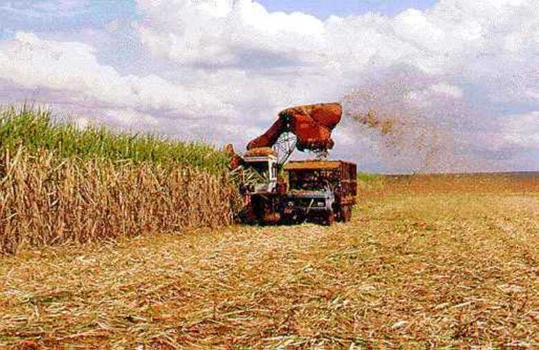 Estimativa representa aumento de 24% na produção