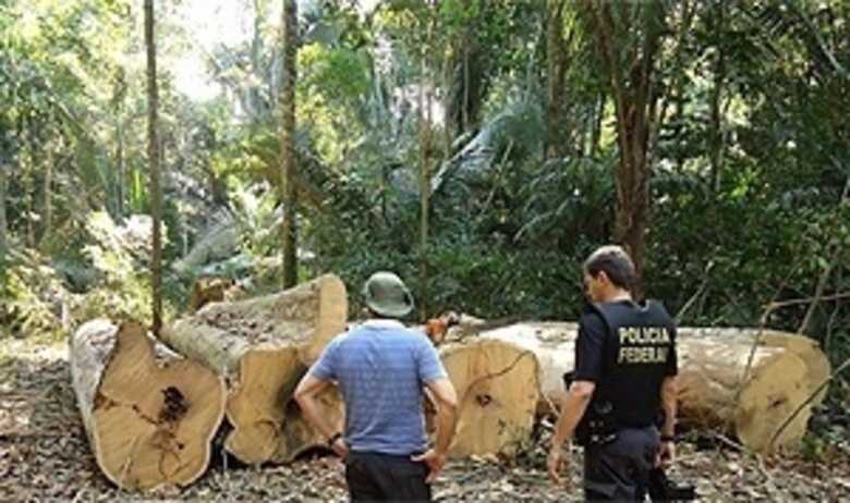 Polícia Federal descobre "condomínio" de madeireiras ilegais em Rondônia