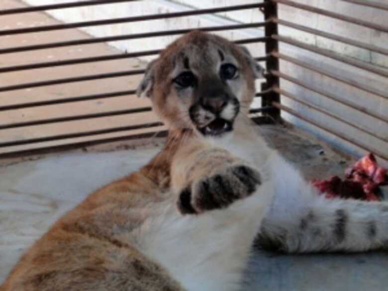 Filhote de onça parda sobrevive