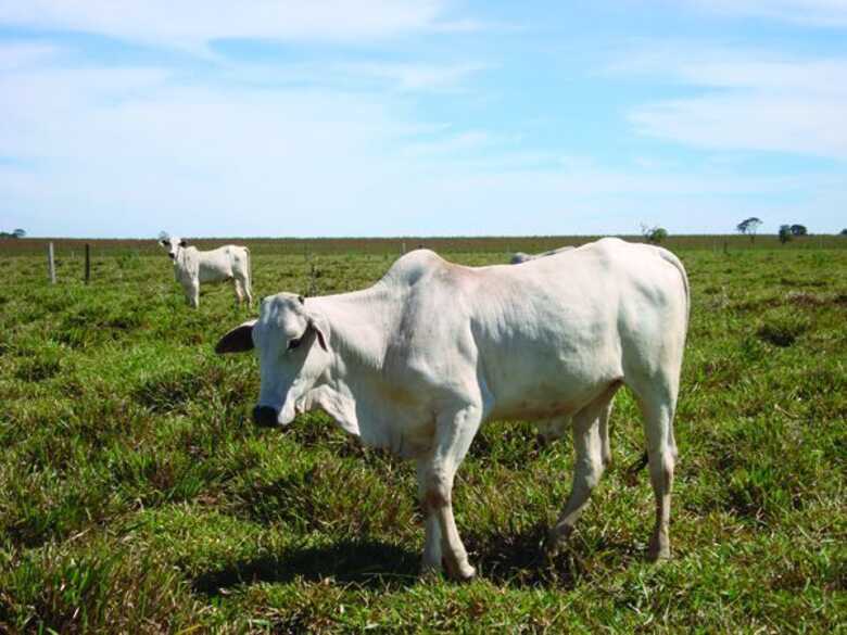 Pecuaristas não estão conseguindo vacinar todo o rebanho