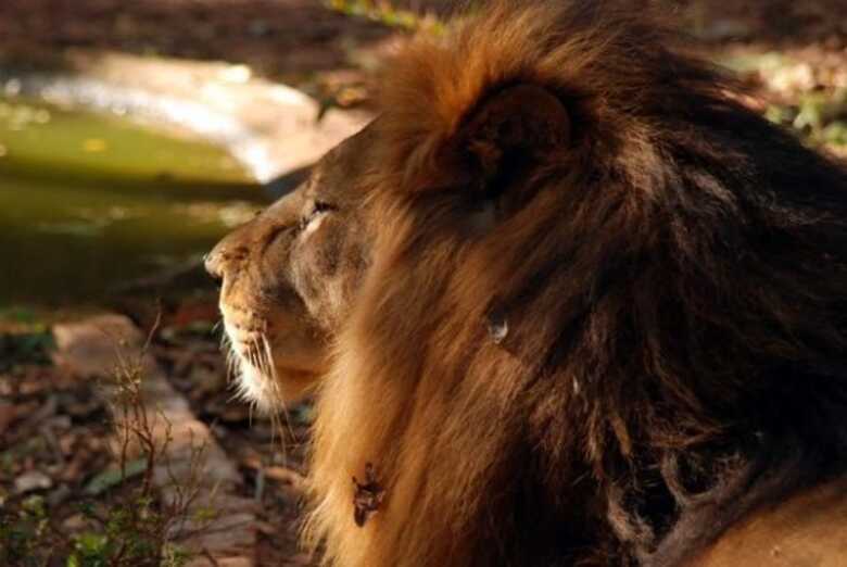 Leão está depressivo em zoológico desativado