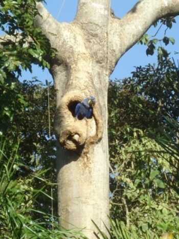 Em Miranda, Arara azul pousa no ninho