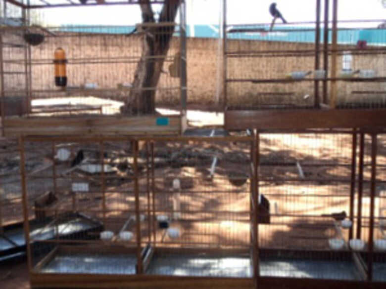 Policiais apreenderam sete pássaros e dez gaiolas