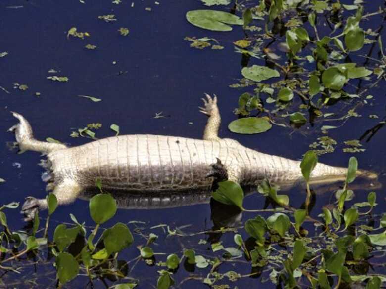 Corpo de jacaré-do-pantanal encontrado sem a cauda no Rio Miranda, na região de Passo do Lontra (MS)