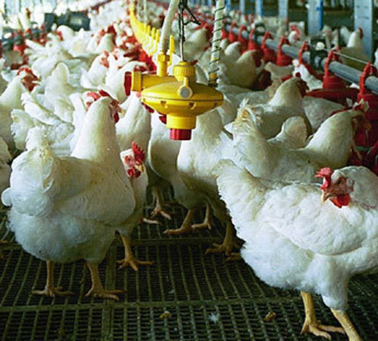 Produção avícola do estado será levantada pela Famasul