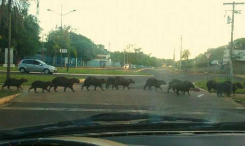 Capivaras atravessam avenida em Mato Grosso do Sul 