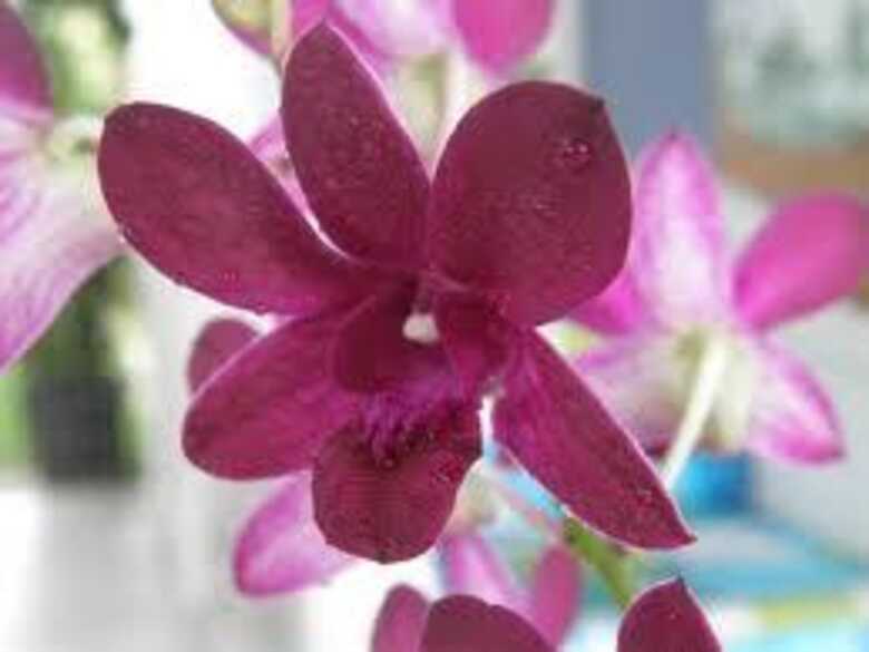 Manutenção de orquídeas será tema do evento