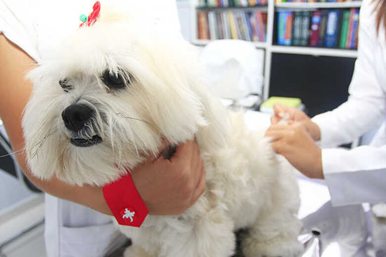 Veterinária aplica vacina contra raiva em cachorro. 16 Estados ficaram sem campanha contra a doença