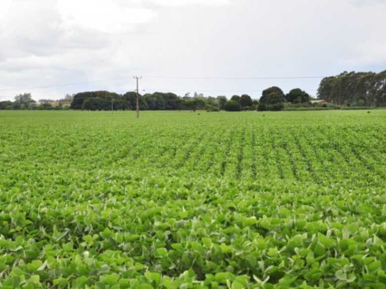 Produtores esperam que a chuva de janeiro evite perdas maiores na colheita