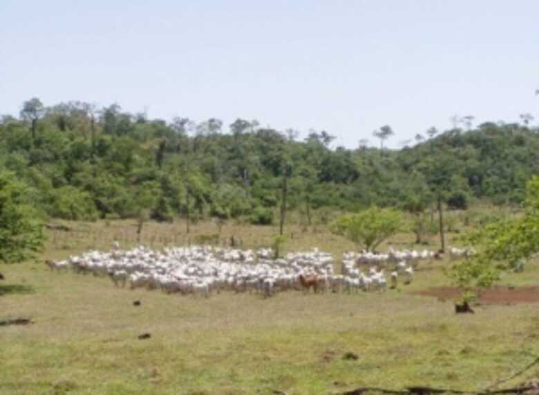 830 cabeças de gado foram retiradas do Parque Nacional da Serra da Bodoquena