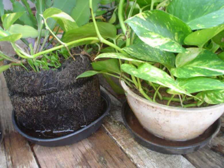 Pratinhos de vasos de plantas são alguns dos inúmeros locais que podem se tornar “berçário”, para o pernilongo