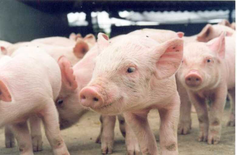 EUA reconheceram a equivalência do serviço brasileiro de inspeção de carne suína 