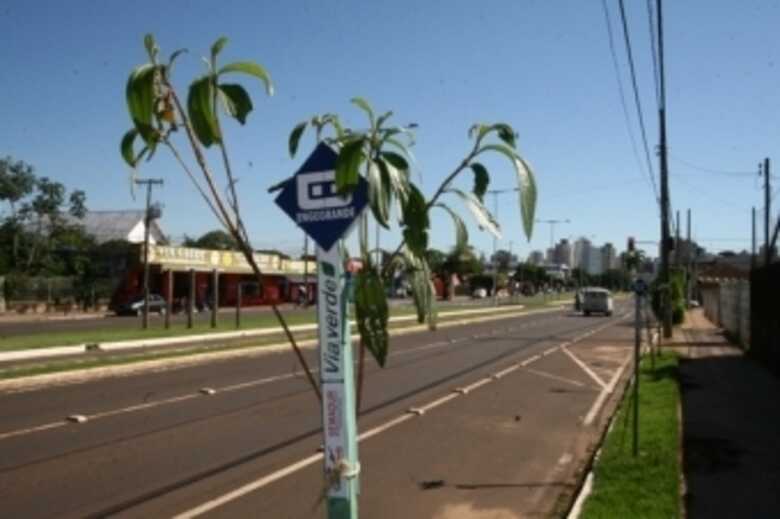 Projeto Via Verde pretende plantar 20 mil mudas de árvores na capital