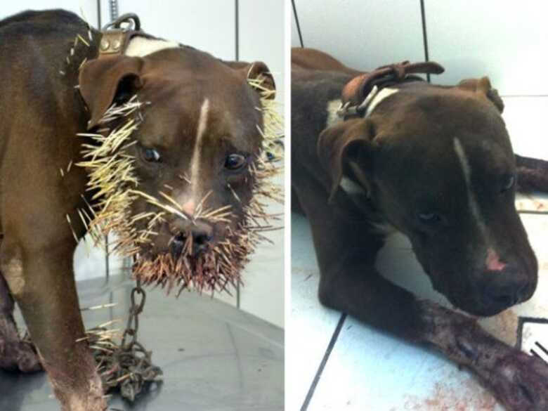 Cão foi atingido por cerca de mil espinhos.