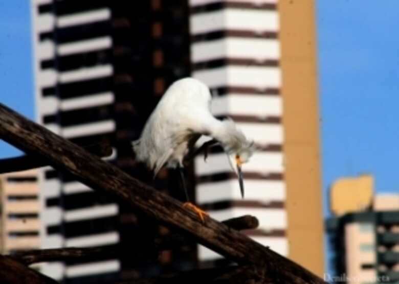 Garça pequena em meio aos prédios de Campo Grande.