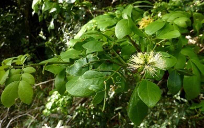 O princípio ativo da pomada é extraído da casca do barbatimão, planta comum no litoral brasileiro.