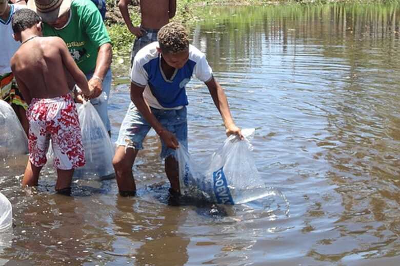 Peixamento no Rio São Francisco incentiva o repovoamento de espécies nativas em Alagoas.