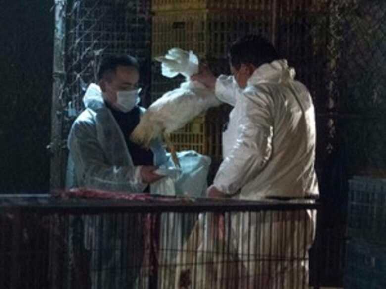 Agentes de saúde da China recolhem aves mortas em Shangai nesta sexta-feira (05).
