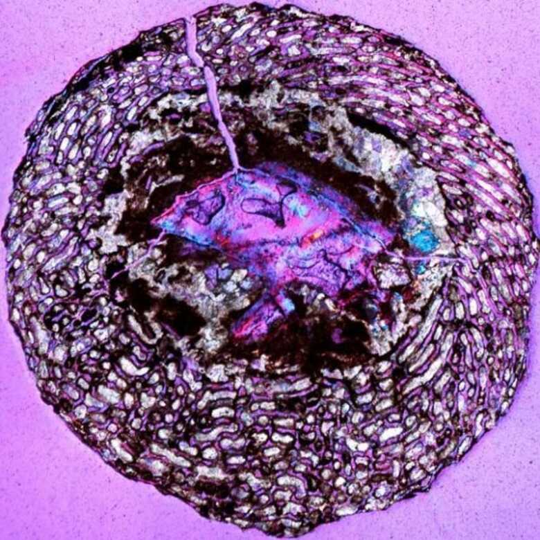 Embrião de dinossauro encontrado na China, visto com um filtro que deixa a imagem com tons de roxo.