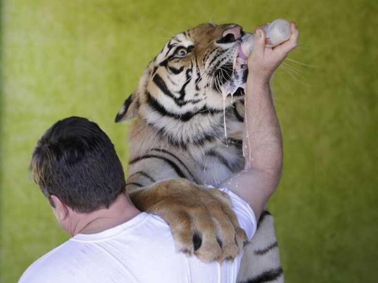 Ary Borges dá leite na mamadeira para o tigre Dan, que pesa mais de 315 quilos e é tratado como animal doméstico. (Foto: reprodução/AP)
