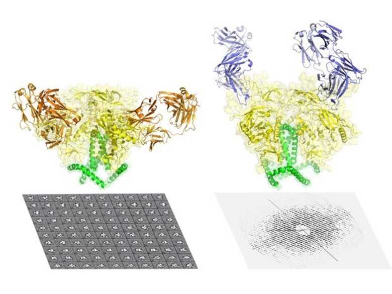 Na imagem, a proteína aparece conectada a anticorpos. (Foto: Cortesia do Wilson lab/The Scripps Research Institute)