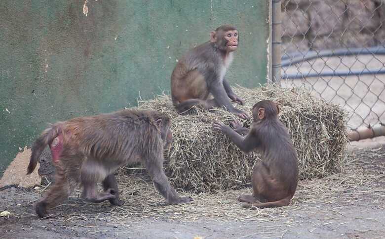 Macacos resos no Instituto Butantan; cientistas estão usando primatas para testar nova vacina contra o HIV. (Foto: Raquel Cunha/Folhapress)