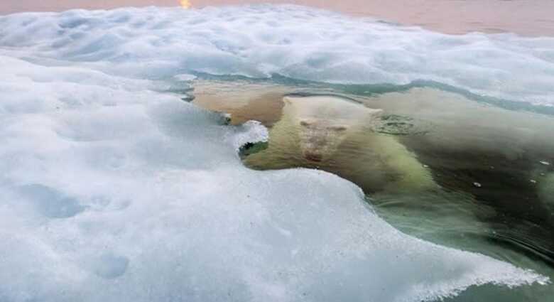 Imagem de urso polar emergindo na Baía de Hudson ganhou prêmio principal. (Foto: Paul Souders/National Geographic Photo Contest 2013)