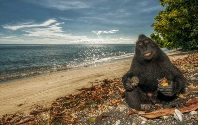 Macaco parece sorrir para a câmera e faz pose de 'minhas férias' em clique em Celebes do Norte, na Indonésia. (Foto: Simone Sbaraglia/Caters News)