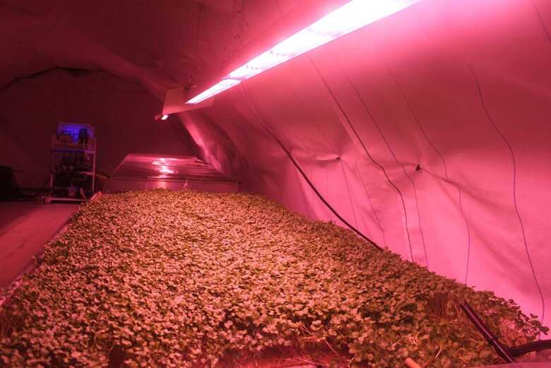 Plantação subterrânea usa iluminação de LED para cultivar ervas e temperos. (Foto:  Marina Novaes/Opera Mundi)