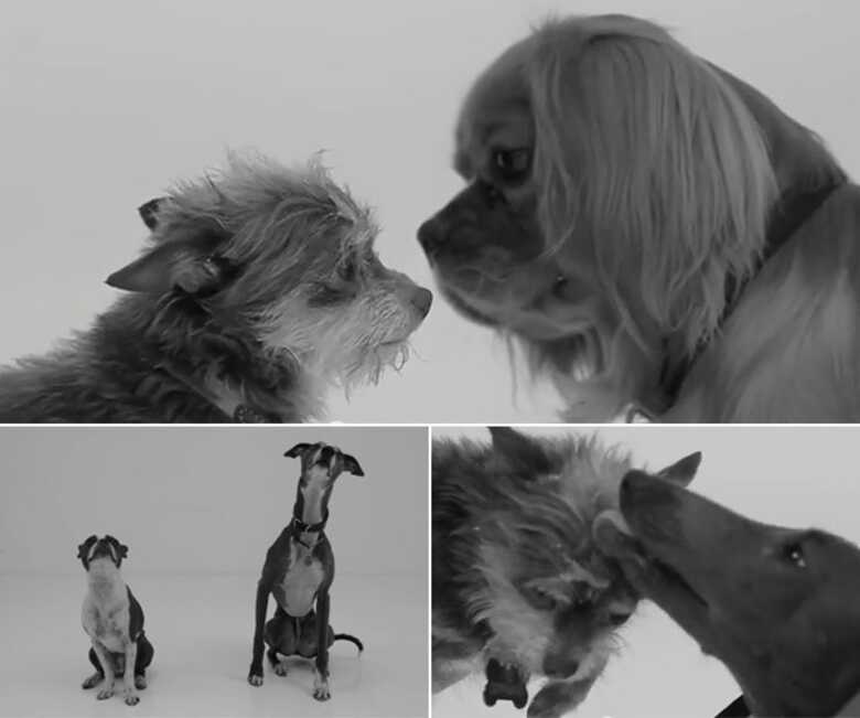 Montagem mostra cenas capturadas do vídeo 'First sniff'. (Foto: reprodução/YouTube)