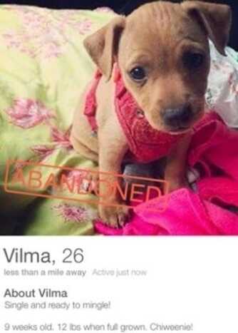 Cachorro abandonado no Tinder. (Foto: reprodução/Techcrunch)