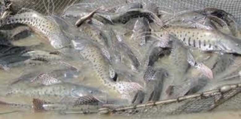 (Imagem: reprodu&ccedil;&atilde;o)