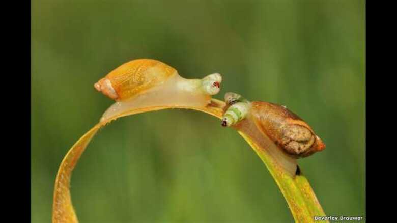 Foto mostra duas lesmas que servem de hospedeiro a vermes parasitas (Imagem: reprodução)