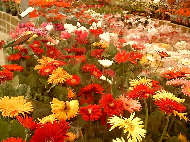 uma oportunidade para apreciadores conhecerem e adquirirem espécies e variedades de flores e plantas produzidas em Holambra (Imagem: reprodução)