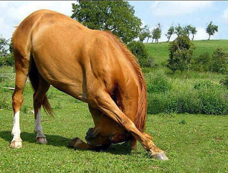 Pela primeira vez Mato Grosso do Sul recebe o Workshop de Constela&ccedil;&atilde;o Sist&ecirc;mica com cavalos (Imagem: reprodu&ccedil;&atilde;o)